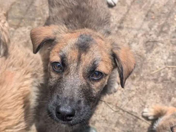 En quête d'un foyer : chiot mâle de 5 mois