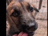 En quête d'un foyer : chiot mâle de 5 mois