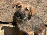 Adoption disponible : chiot femelle de 5 mois