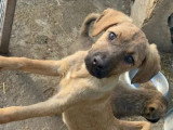 Adoption disponible : chiot femelle de 5 mois