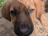 En attente d'un foyer : chiot femelle de 5 mois