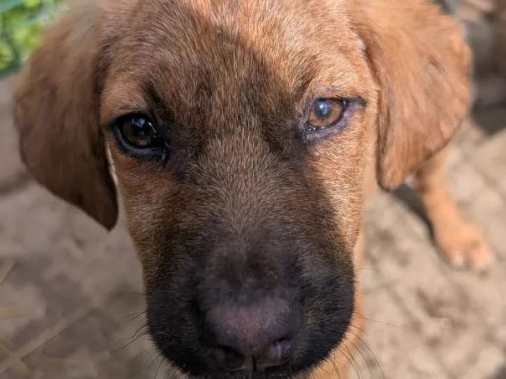 En attente d'un foyer : chiot femelle de 5 mois