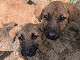 En attente d'un foyer : chiot femelle de 5 mois