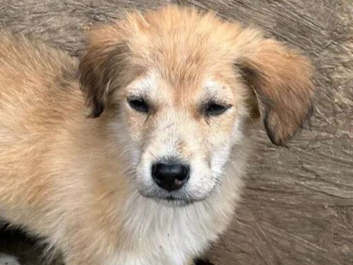 À adopter : chiot mâle de 5 mois