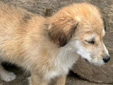 À adopter : chiot mâle de 5 mois