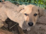 Disponible à l'adoption : chiot mâle de 5 mois