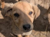 Disponible à l'adoption : chiot mâle de 5 mois