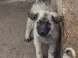 À accueillir : chiot femelle de 5 mois