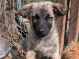 À accueillir : chiot femelle de 5 mois