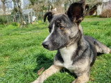 Prêt pour l'adoption : chien d’un an