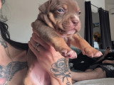Chiots American Bully à vendre