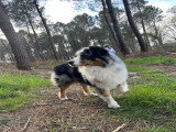 Mâle Berger Australien bleu merle disponible pour saillie