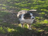 Mâle Berger Australien bleu merle disponible pour saillie