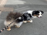 Mâle Berger Australien bleu merle disponible pour saillie
