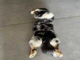 Mâle Berger Australien bleu merle disponible pour saillie