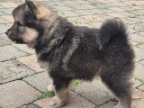 Chiot mâle Chien Finnois de Laponie LOSH à vendre