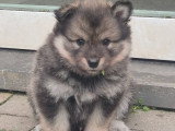 Chiot mâle Chien Finnois de Laponie LOSH à vendre