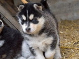 5 chiots Pomsky F4 non LOF nés en mars 2026 à vendre