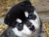 5 chiots Pomsky F4 non LOF nés en mars 2026 à vendre