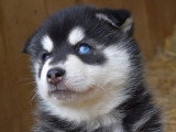 5 chiots Pomsky F4 non LOF nés en mars 2026 à vendre