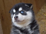 5 chiots Pomsky F4 non LOF nés en mars 2026 à vendre