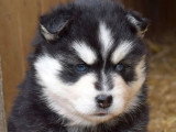 5 chiots Pomsky F4 non LOF nés en mars 2026 à vendre
