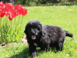5 chiots Terre-Neuve non LOF nés en février 2026 à vendre