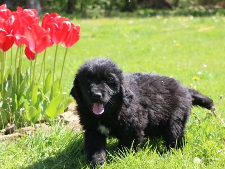 5 chiots Terre-Neuve non LOF nés en février 2026 à vendre
