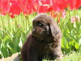 5 chiots Terre-Neuve non LOF nés en février 2026 à vendre