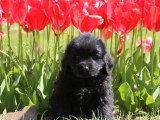 5 chiots Terre-Neuve non LOF nés en février 2026 à vendre