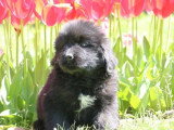 5 chiots Terre-Neuve non LOF nés en février 2026 à vendre