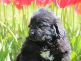 5 chiots Terre-Neuve non LOF nés en février 2026 à vendre