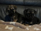 Chiots Border Terrier à vendrre