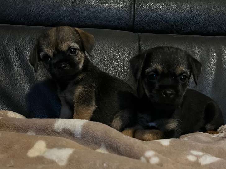 Chiots Border Terrier à vendrre