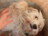 Lucky, chien doux à adopter en association