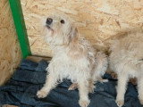 Lucky, chien doux à adopter en association