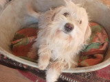 Lucky, chien doux à adopter en association
