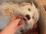 Lucky, chien doux à adopter en association