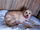 Lucky, chien doux à adopter