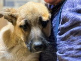 Eddi, chiot à adopter en association