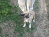Eddi, chiot à adopter en association