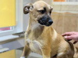 Eddi, chiot à adopter en association