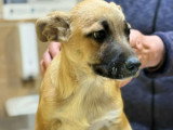 Eddi, chiot à adopter en association