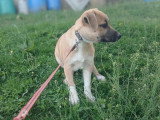 Eddi, chiot à adopter en association