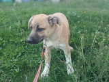 Eddi, chiot à adopter en association