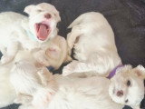 Adorables chiots Bichons Maltais à réserver