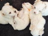 Adorables chiots Bichons Maltais à réserver