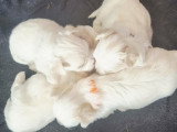 Adorables chiots Bichons Maltais à réserver