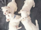 Adorables chiots Bichons Maltais à réserver