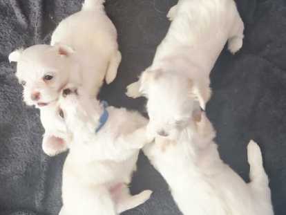Adorables chiots Bichons Maltais à réserver